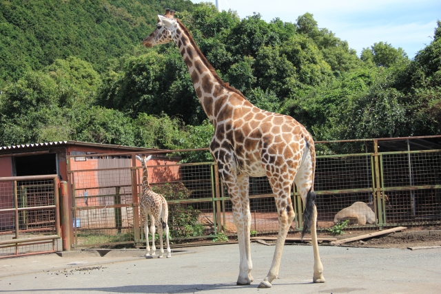 動物園デート お弁当で彼をびっくりさせちゃおう 占いtv