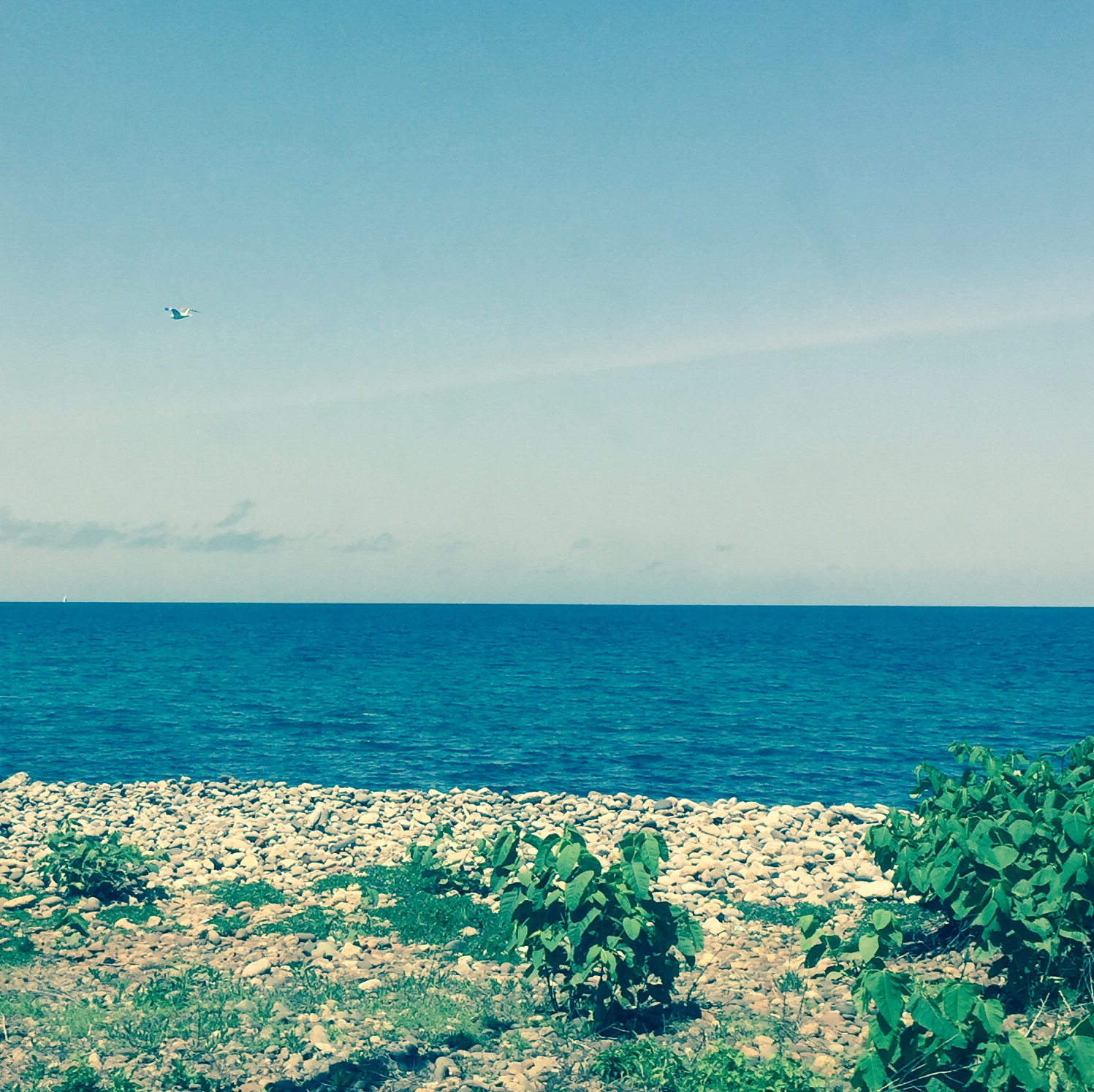 ギリシャ神話で有名 ナルシスの効果効能をご紹介 ウラスピナビ