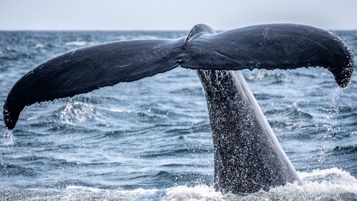 クジラやイルカのスピリチュアルな意味とは？