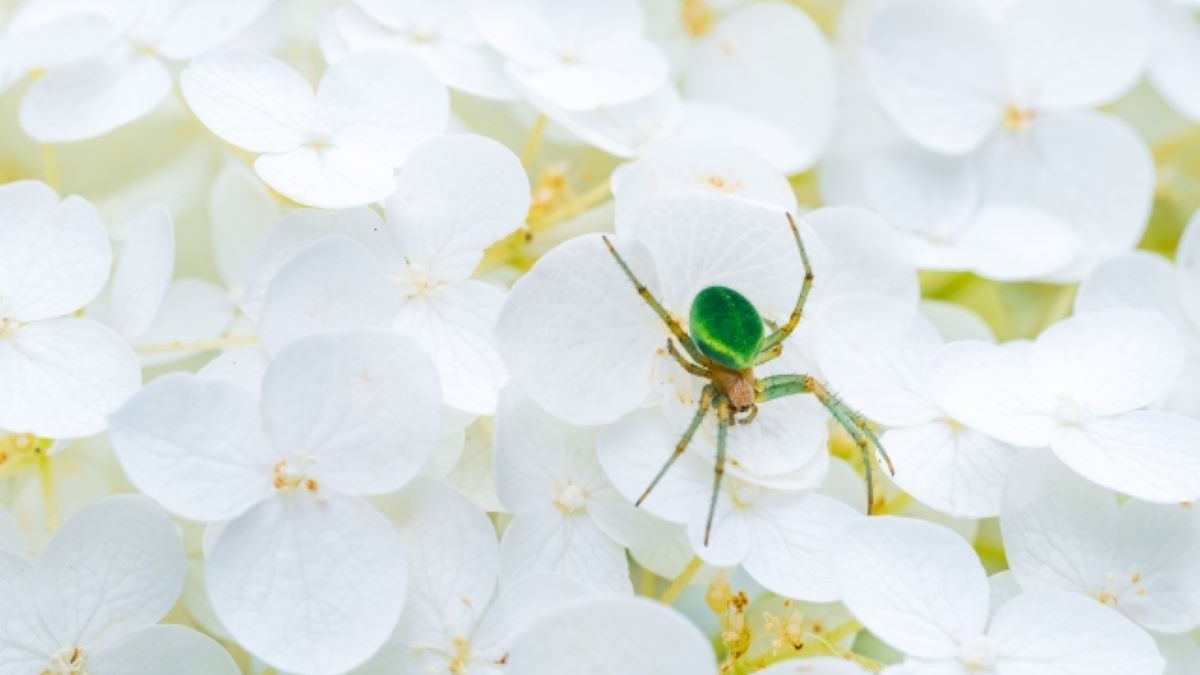 緑色 の 蜘蛛 スピリチュアル